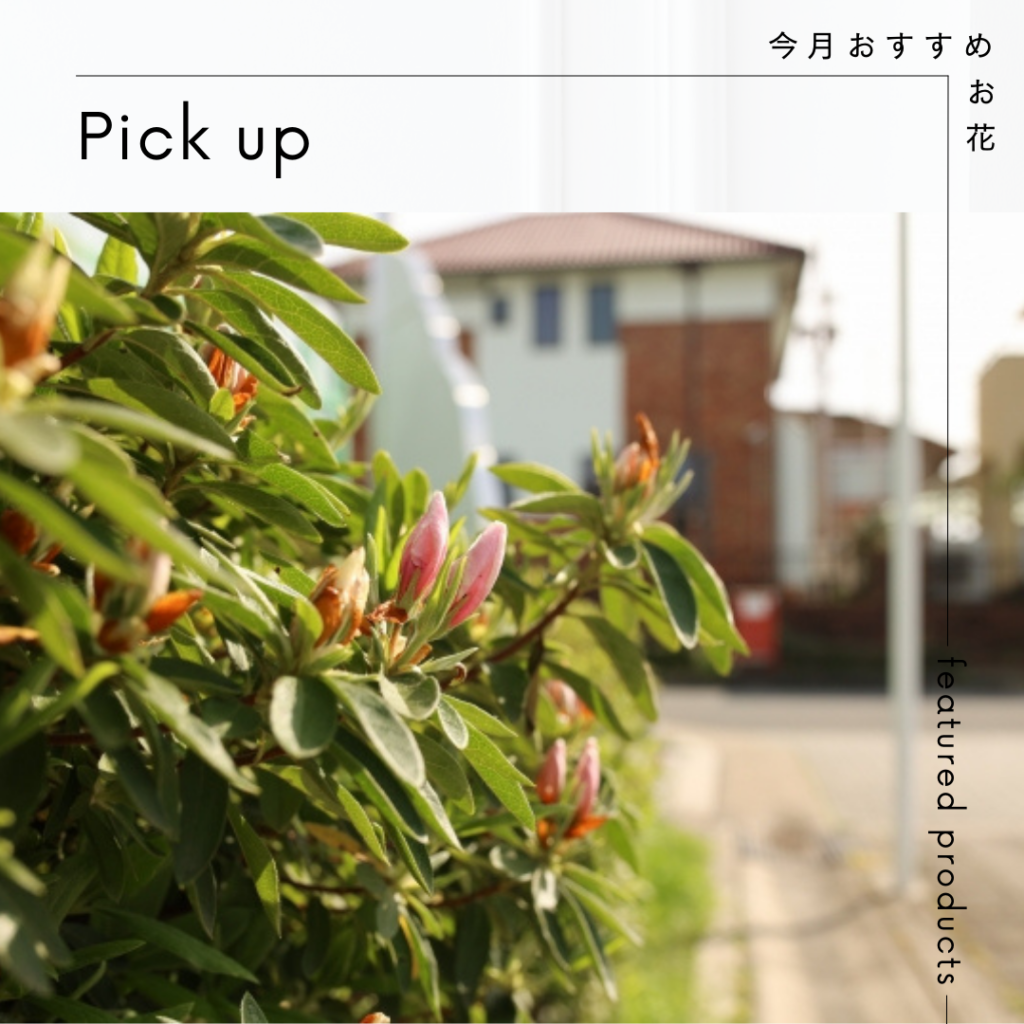 今月おすすめのお花【椨の木(タブノキ)】 – スズ