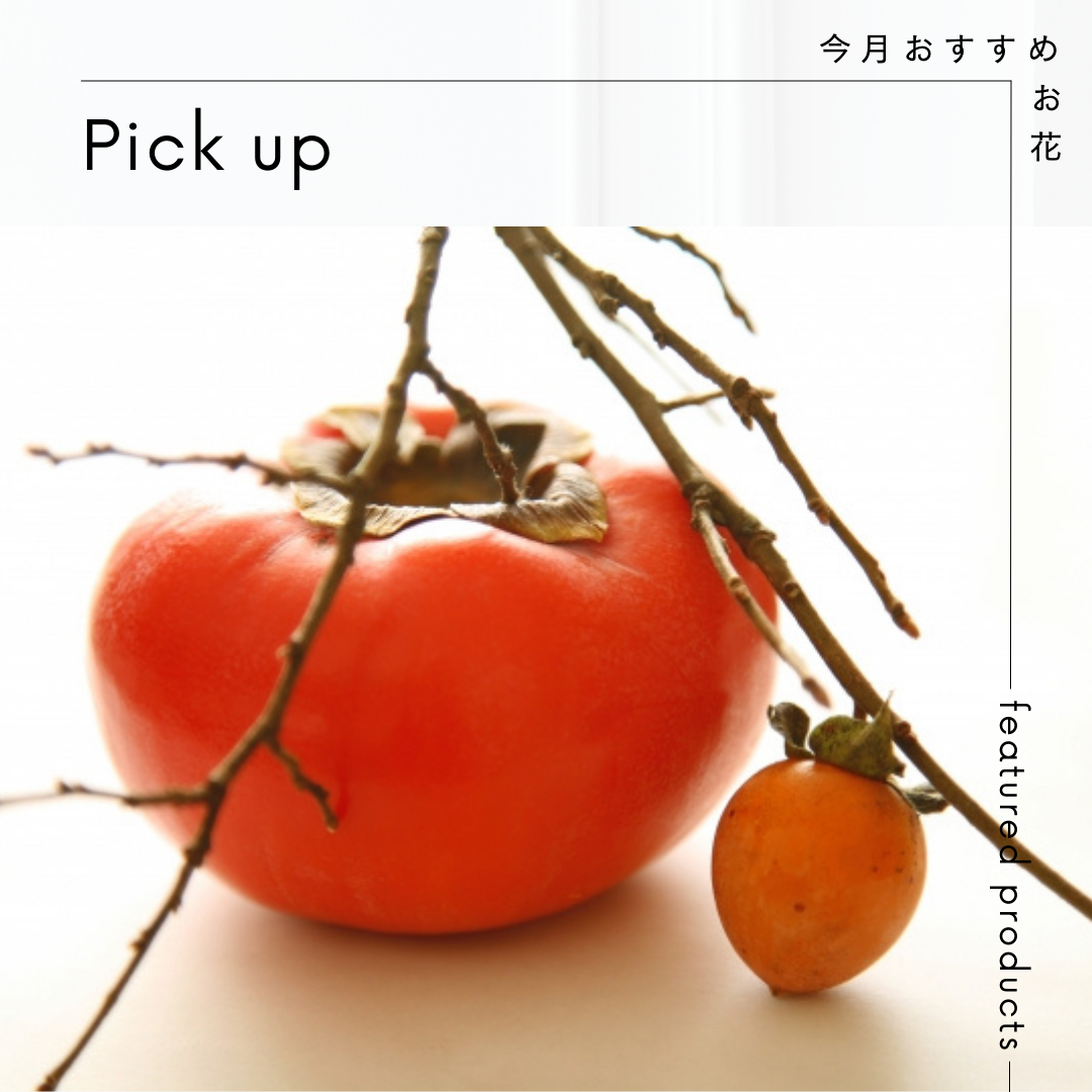 今月おすすめのお花【豆柿（マメガキ）】 – スズ